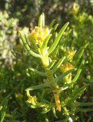 Pteronia paniculata