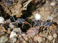 Myrmecia rufinodis