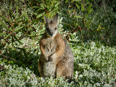 Notamacropus eugenii