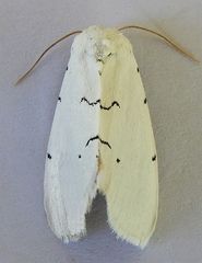 Hemioslaria pima