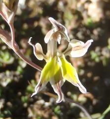 Gladiolus permeabilis permeabilis