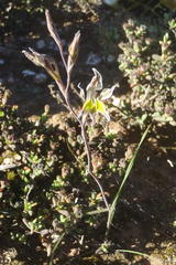 Gladiolus permeabilis permeabilis