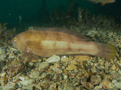 Notolabrus parilus