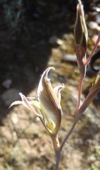 Gladiolus permeabilis permeabilis