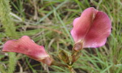 Tephrosia shiluwanensis