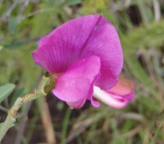 Tephrosia shiluwanensis