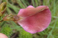 Tephrosia shiluwanensis