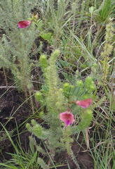 Tephrosia shiluwanensis