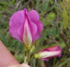 Tephrosia shiluwanensis