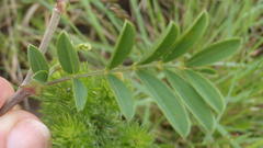 Tephrosia shiluwanensis