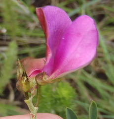 Tephrosia shiluwanensis
