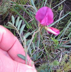 Tephrosia shiluwanensis