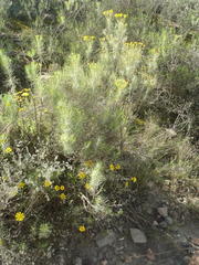 Euryops rehmannii