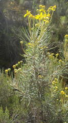 Euryops rehmannii