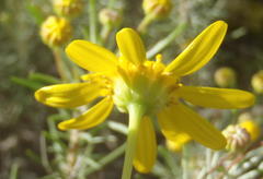 Euryops rehmannii