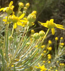 Euryops rehmannii