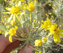 Euryops rehmannii