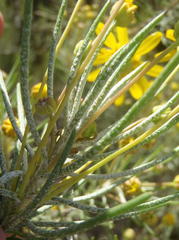 Euryops rehmannii
