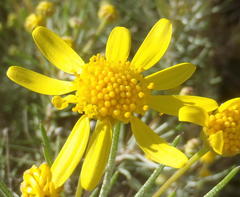 Euryops rehmannii