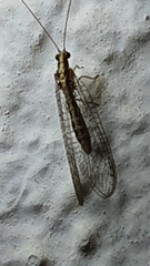 Pseudomallada genei
