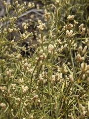 Alternanthera filifolia