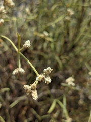 Alternanthera filifolia