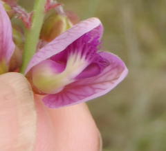 Polygala virgata virgata