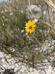 Cotula duckittiae