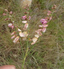 Polygala virgata virgata