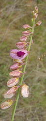 Polygala virgata virgata