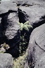 Cyathea tepuiana