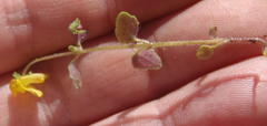 Hemimeris gracilis