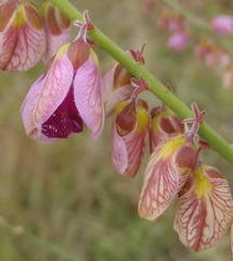 Polygala virgata virgata