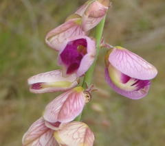Polygala virgata virgata
