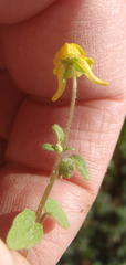 Hemimeris gracilis