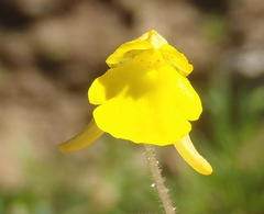 Hemimeris gracilis