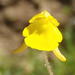 Fine Yellowface - Photo (c) Nicola van Berkel, some rights reserved (CC BY-SA), uploaded by Nicola van Berkel