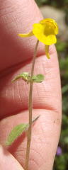 Hemimeris gracilis