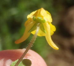 Hemimeris gracilis