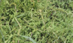 Echinochloa muricata microstachya