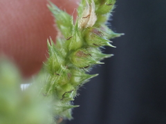 Echinochloa muricata microstachya