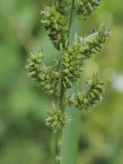 Echinochloa muricata microstachya