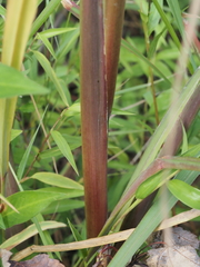 Echinochloa muricata microstachya