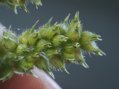 Echinochloa muricata microstachya