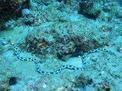 Myrichthys maculosus