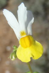 Nemesia ligulata
