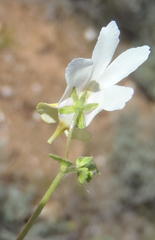 Nemesia ligulata