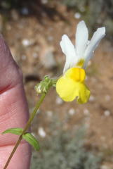 Nemesia ligulata