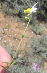 Nemesia ligulata