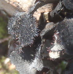 Xanthoparmelia hottentotta